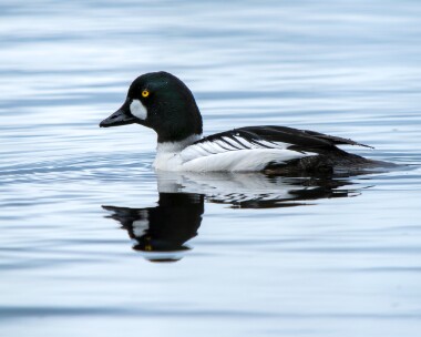 goldeneye050526s Goldeneye Loch Mallachie, Scotland