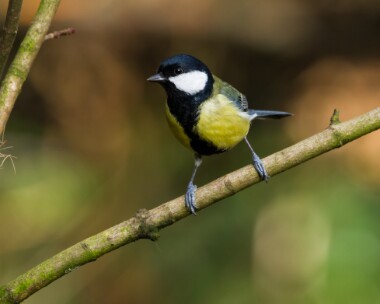 great220110 Great Tit Braddan, Isle of Man