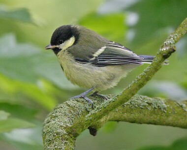 greattit7 Great Tit Ballasalla, Isle of Man