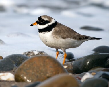 ringedplover220226b Ringed Plover Point of Ayre, Isle of Man
