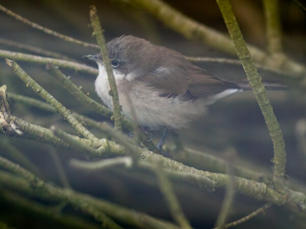 Siberian Lesser Whitethroat