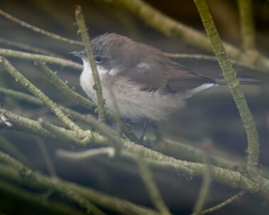 siblesserwhitethroat070214 Siberian Lesser Whitethroat Braddan, Isle of Man