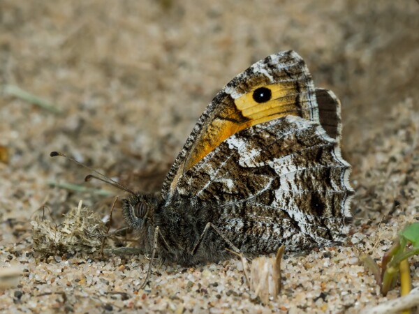 Grayling
