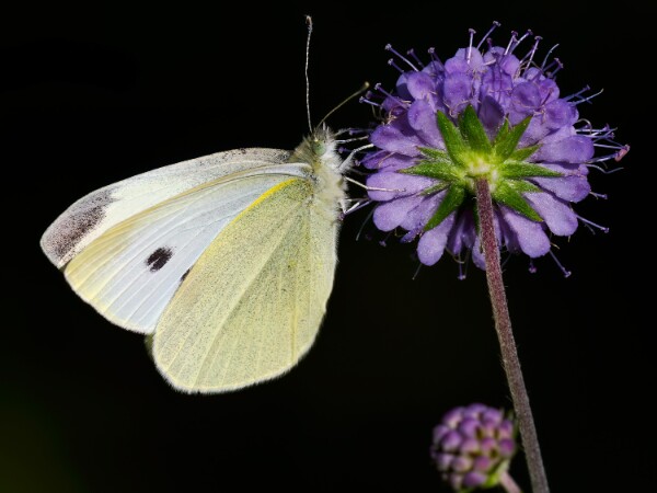 Small White