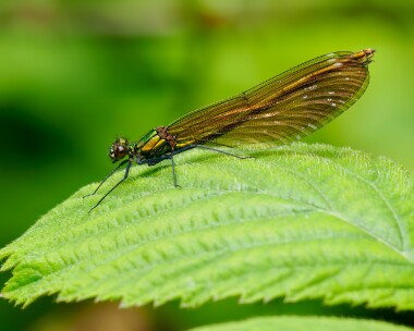 beautifuldemoiselle150524b Beautiful Demoiselle Ramsdown forest, Dorset
