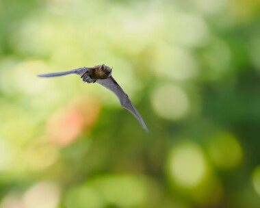 bat020825s Pipistrelle Bat Caerlaverock, Scotland