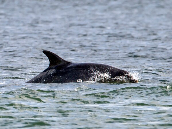 Bottle-nosed Dolphin