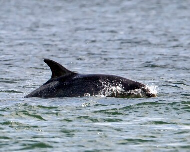 bottlenoseddolphin170511 Bottle-nosed Dolphin Chanonry Point, Scotland