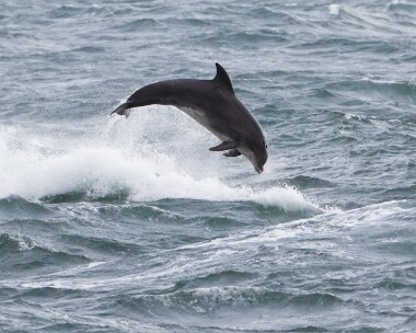 bottlenoseddolphin311216 Bottle-nosed Dolphin Derbyhaven, Isle of Man