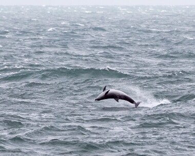 bottlenoseddolphin311216c Bottle-nosed Dolphin Derbyhaven, Isle of Man