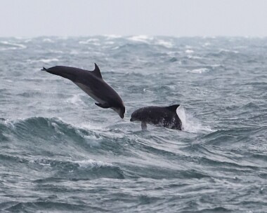 bottlenoseddolphin311216e Bottle-nosed Dolphin Derbyhaven, Isle of Man