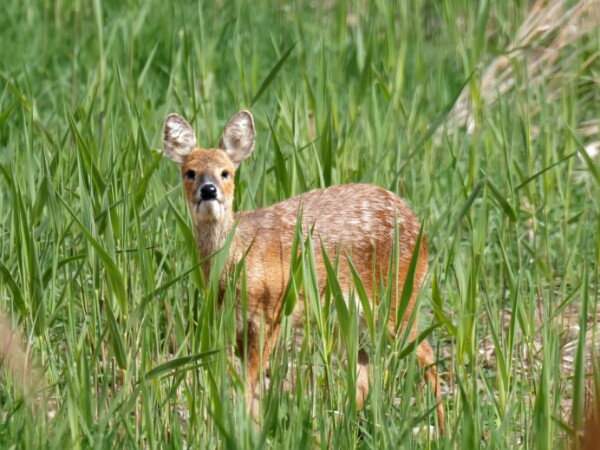 Chinese Water Deer