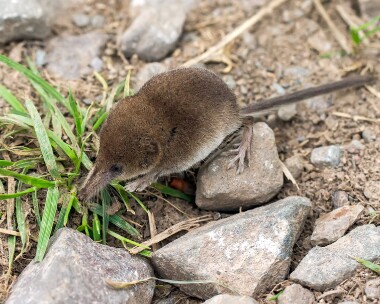 shrew180616b Common Shrew Ken Dee Marshes, Scotland