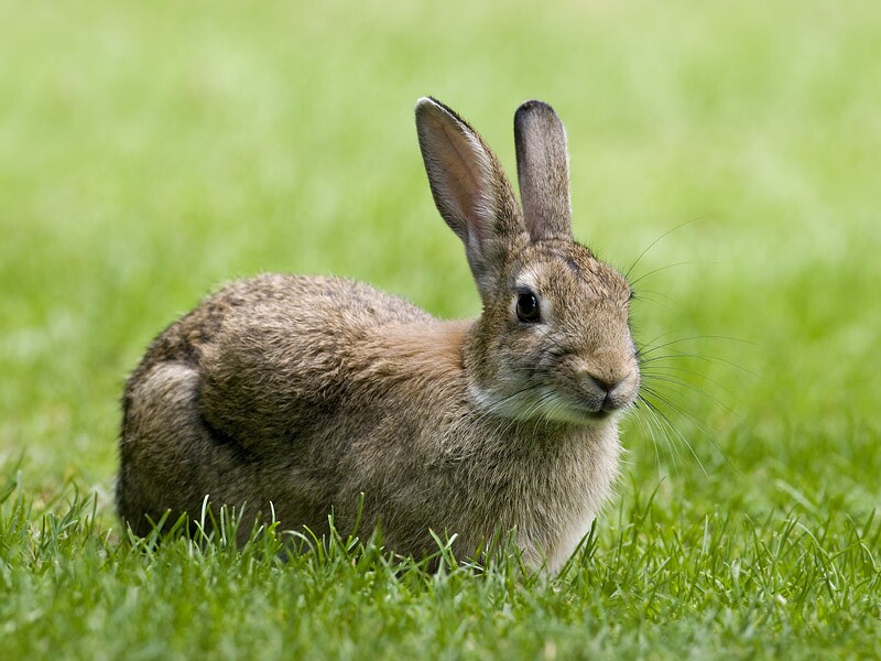 Un Rabbit Rabbit wildlife photography