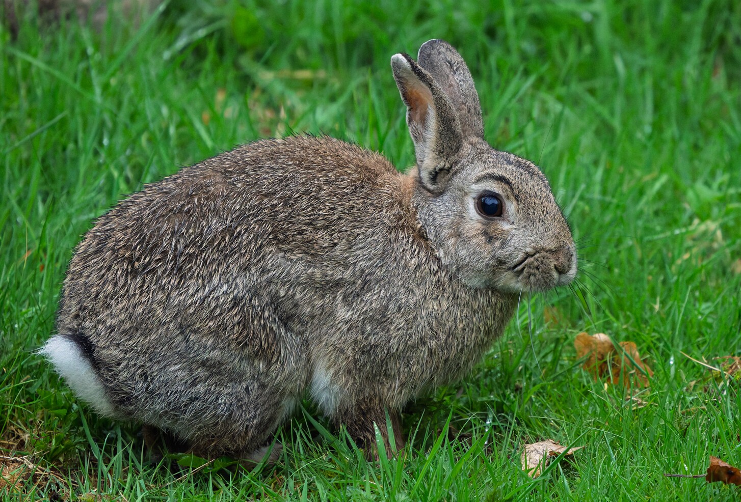 Rabbit wildlife photography