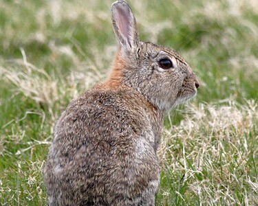 Rabbit wildlife photography