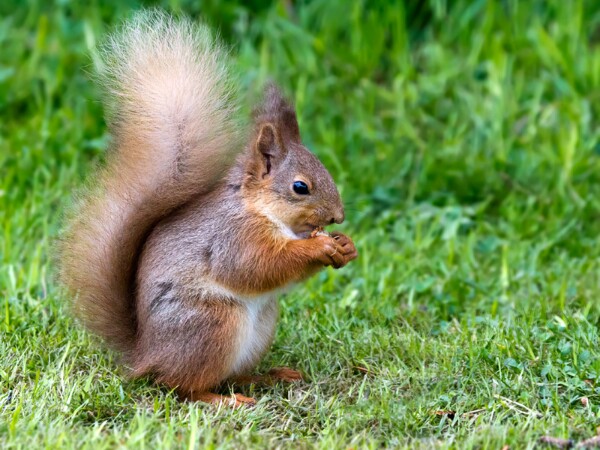 Red Squirrel
