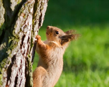 redsquirrel210511 Red Squirrel Nethy Bridge, Scotland