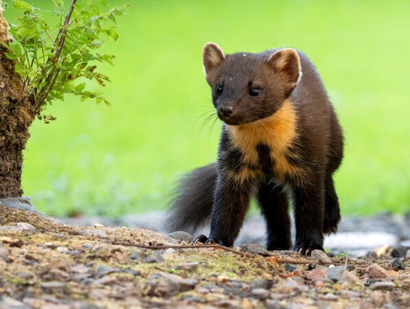 Pine Marten