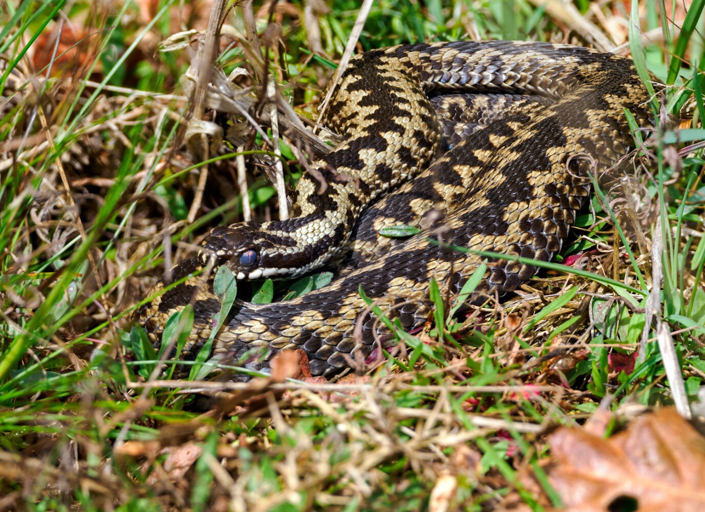 Adder wildlife photography