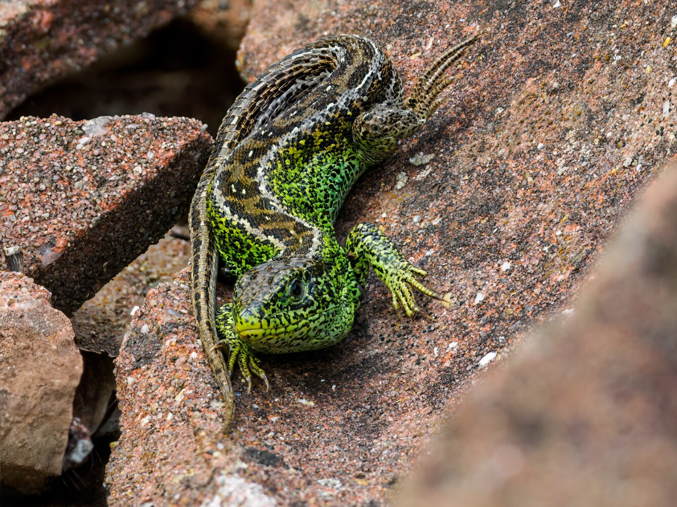 Sand Lizard wildlife photography