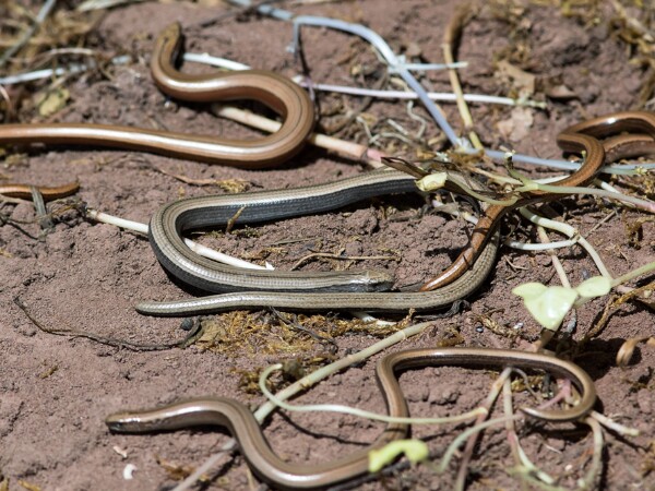 Slow Worm