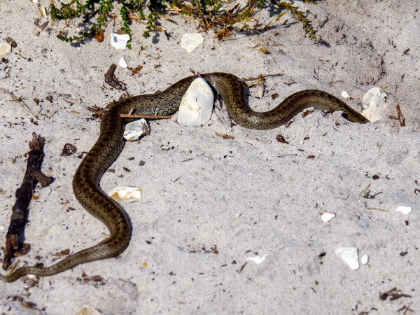 Smooth Snake