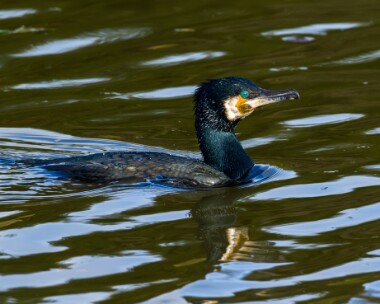 cormorant270210 Cormorant Peel, Isle of Man