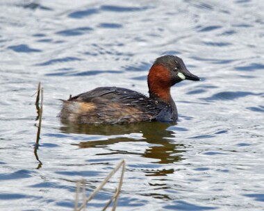 littlegrebe10 Little Grebe Conwy Rspb, Conwy