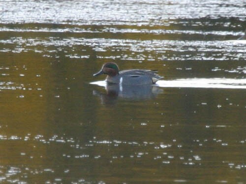 Green-winged Teal