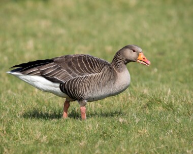 greylag210326 Greylag Goose Ballanette, Isle of Man