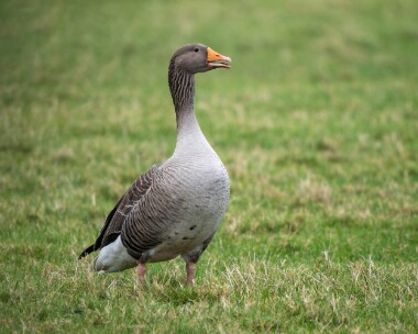 greylag310126 Greylag Goose Ballannette, Isle of Man