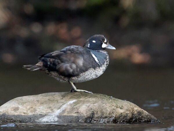 Harlequin duck