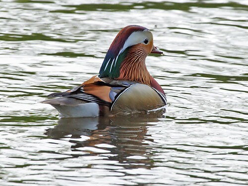 Mandarin Duck