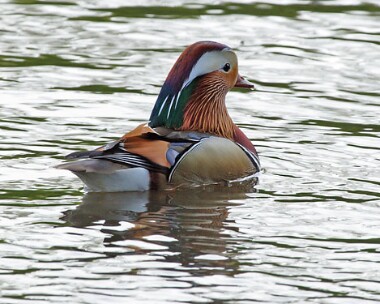 mandarin Mandarin Somewhere in the Wirral :)