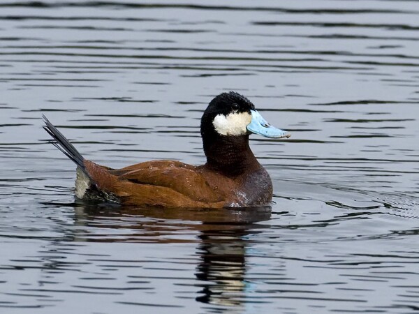 Ruddy Duck