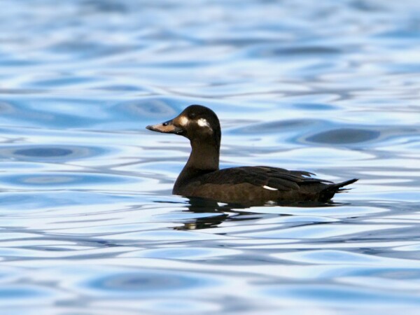 Velvet Scoter