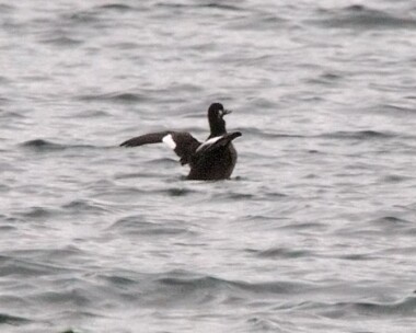 velvetscoter Velvet Scoter Derbyhaven Bay, Isle of Man (Record shot)