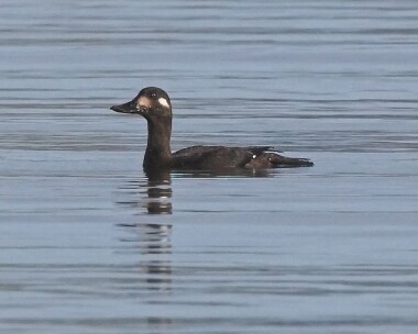 velvetscoter9 Velvet Scoter Derbyhaven Bay, Isle of Man