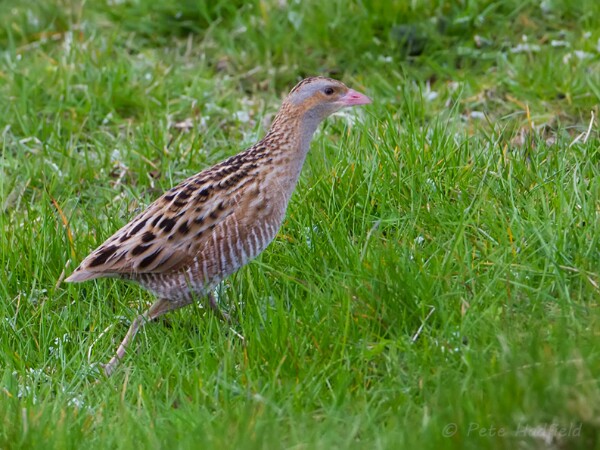 Corncrake wildlife photography