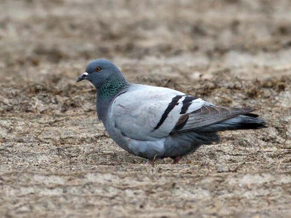 Rock Dove