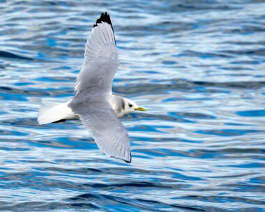 kittiwake120223 Kittiwake Peel, Isle of Man