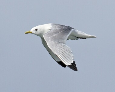 kittiwake240607 Kittiwink Smeale, Isle of Man