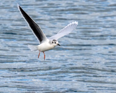 littlegull120223c Little Gull Peel, Isle of Man