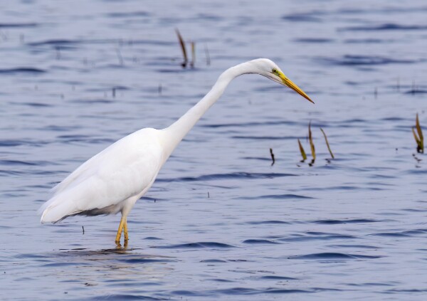 Great White Egret