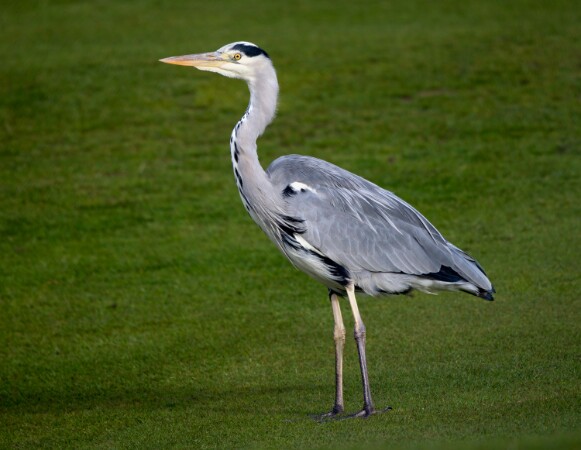 Grey Heron