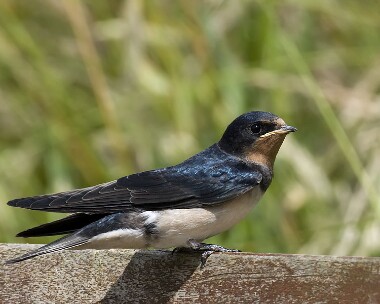 swallow090709b Swallow Langness, Isle of Man