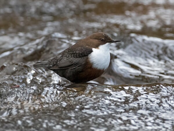 Dipper