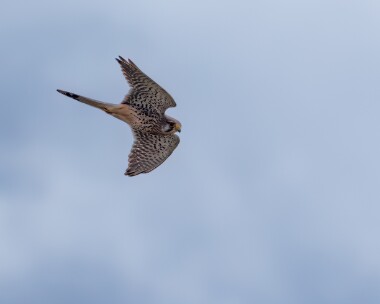kestrel010424 Kestrel Kelling, Norfolk