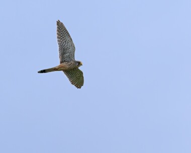 kestrel010424b Kestrel Kelling, Norfolk